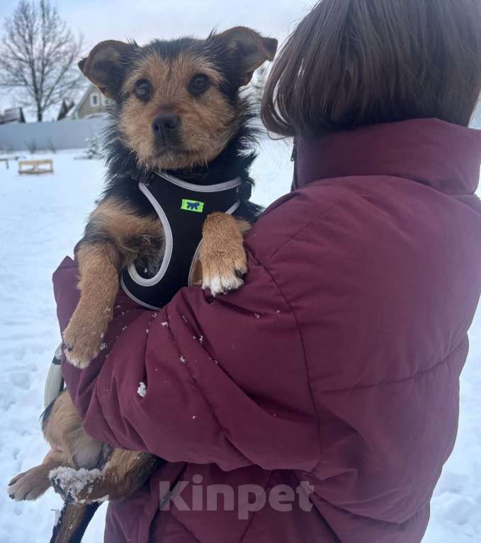 Собаки в Москве: Собака в добрые руки Мальчик, Бесплатно - фото 2