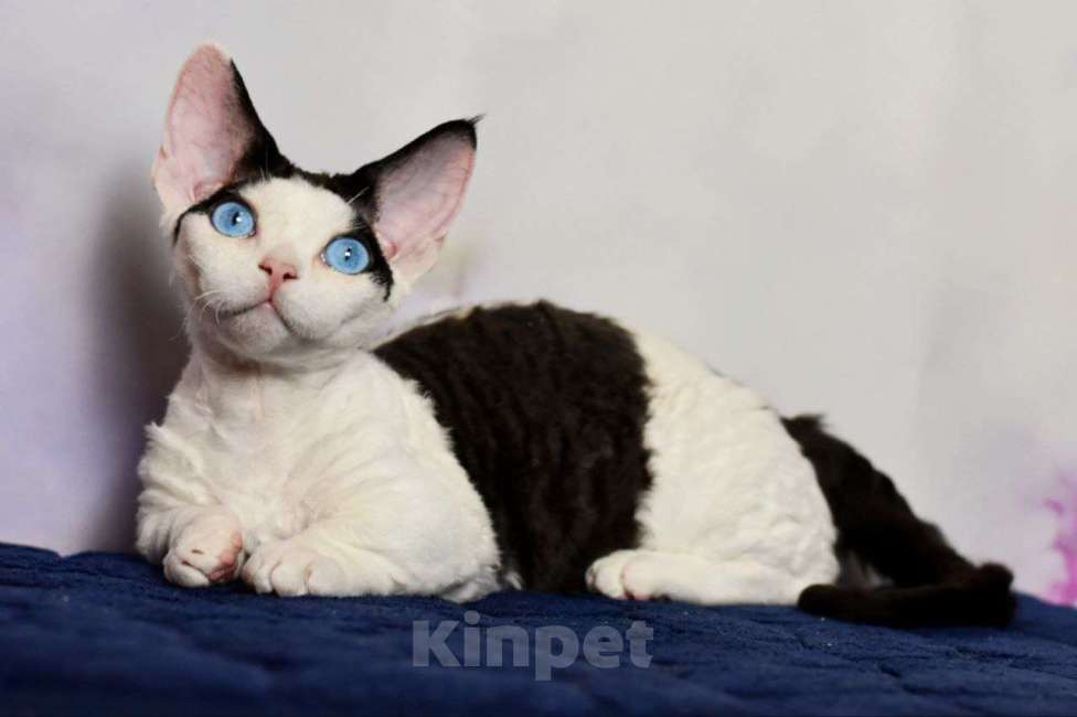 Кошки в Москве: Девочка ДГГ редкой породы (минскин) Девочка, 200 000 руб. - фото 2