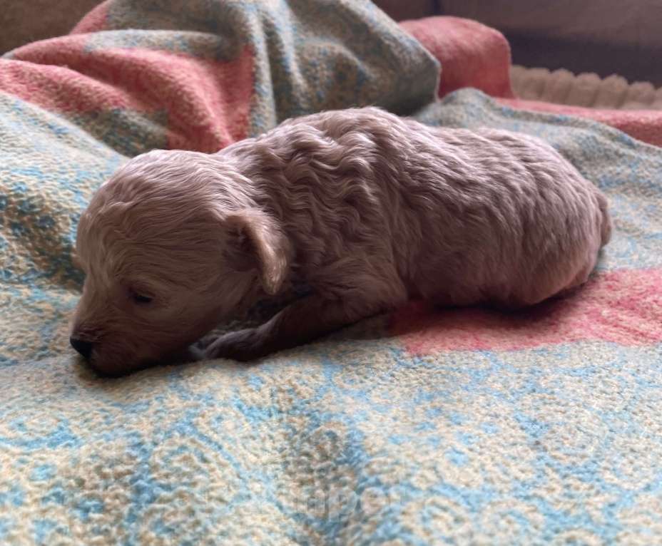 Собаки в Санкт-Петербурге: Очаровательная девочка той пуделя Девочка, Бесплатно - фото 8