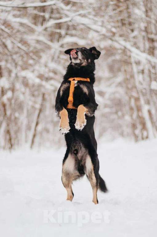 Собаки в Москве: Чиф ищет дом Мальчик, Бесплатно - фото 3