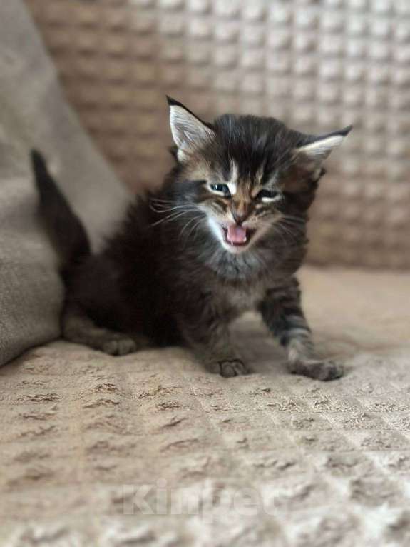 Кошки в Санкт-Петербурге: Мейн-кун чистокровные американцы Разнополые, 32 500 руб. - фото 2