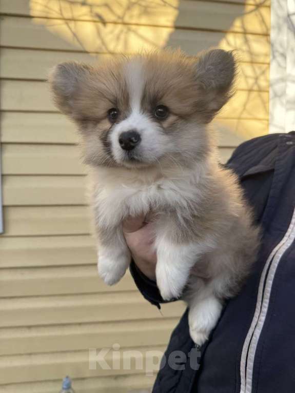 Собаки в Москве: Щенок вельш корги пемброк флаффи  Мальчик, 55 000 руб. - фото 2