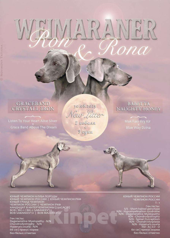 Собаки в других городах Московской области: Щенок веймаранера Девочка, 80 000 руб. - фото 2