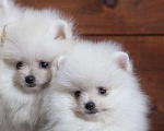 Собаки в Москве: Красивый мальчик шпиц. Мальчик, 60 000 руб. - фото 3