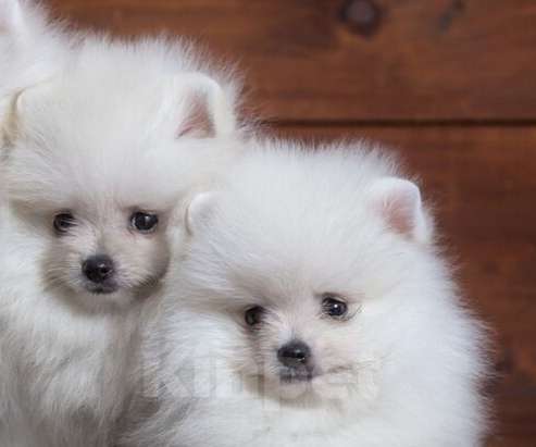 Собаки в Москве: Красивый мальчик шпиц. Мальчик, 60 000 руб. - фото 3