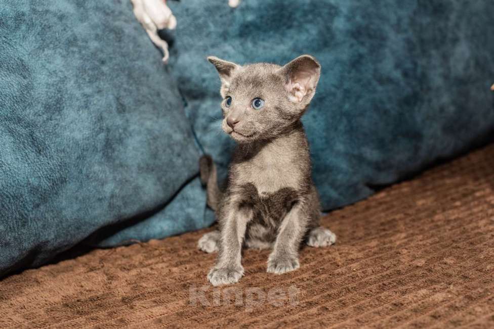 Кошки в Ростове-на-Дону: Ориентальная кошечка Девочка, 20 000 руб. - фото 7