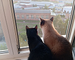 Кошки в Томске: Котик Семён Мальчик, Бесплатно - фото 4