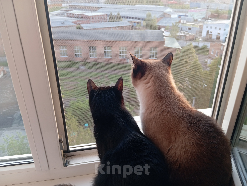 Кошки в Томске: Котик Семён Мальчик, Бесплатно - фото 4