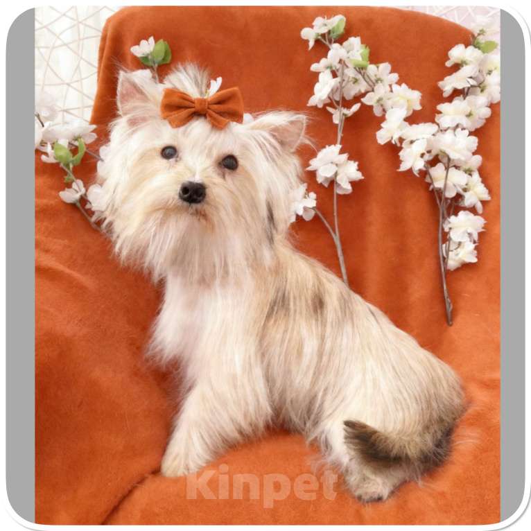 Собаки в Москве: Подрощенный йорк мини девочка золотая Девочка, 80 000 руб. - фото 3