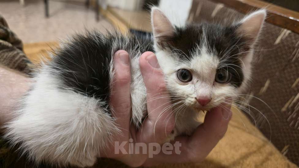 Кошки в Воронеже: Спасения потеряшка ищет дом  Мальчик, Бесплатно - фото 3