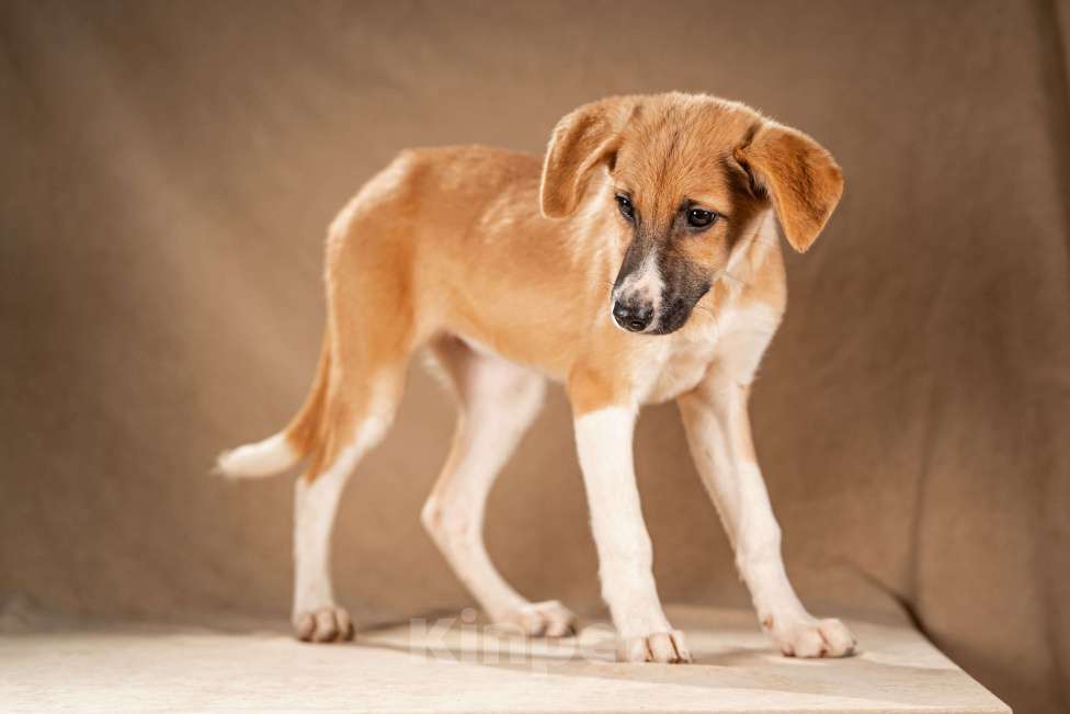 Собаки в Клине: Нимфа — сама скромность и доброта Девочка, Бесплатно - фото 3