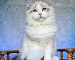 Кошки в Владивостоке: Невский маскарадный котенок Мальчик, Бесплатно - фото 3