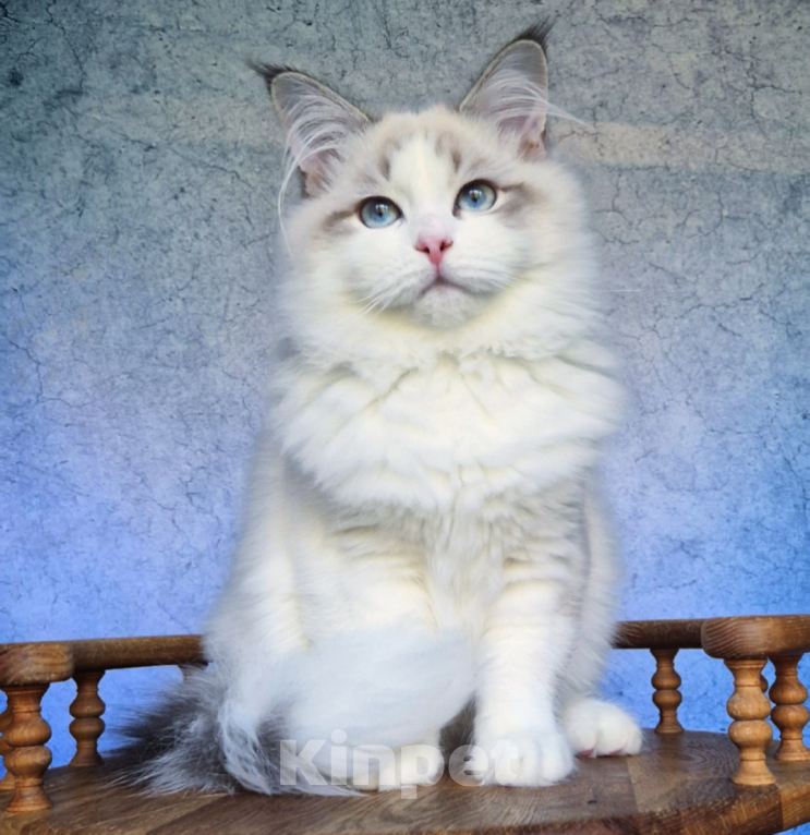 Кошки в Владивостоке: Невский маскарадный котенок Мальчик, Бесплатно - фото 3