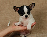 Собаки в Москве: Чихуахуа мальчишка Мальчик, 20 000 руб. - фото 2