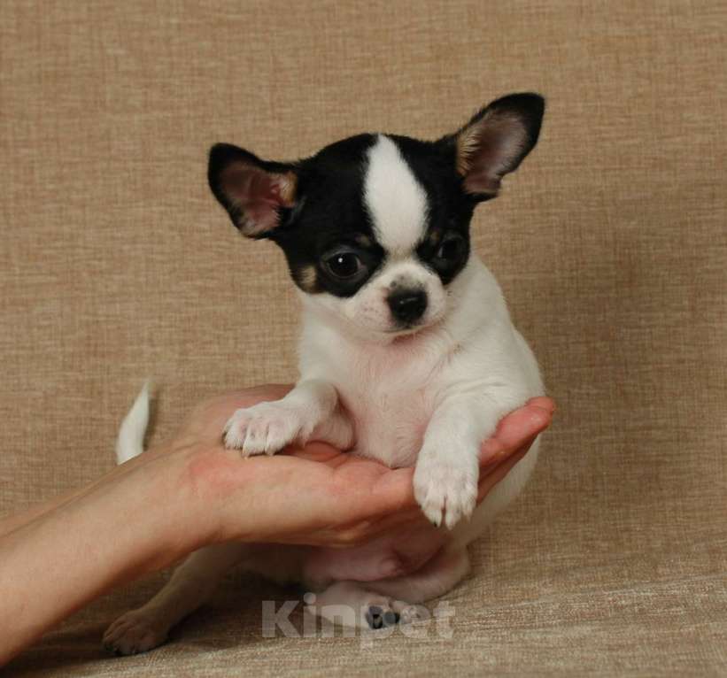 Собаки в Москве: Чихуахуа мальчишка Мальчик, 20 000 руб. - фото 2