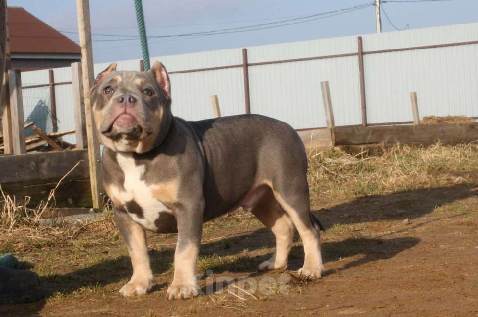 Собаки в Всеволожске: ММ ДОН РАМОН Мальчик, Бесплатно - фото 5