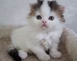 Кошки в Ярославле: Шотландский длинношерстный мальчик Мальчик, 30 000 руб. - фото 8