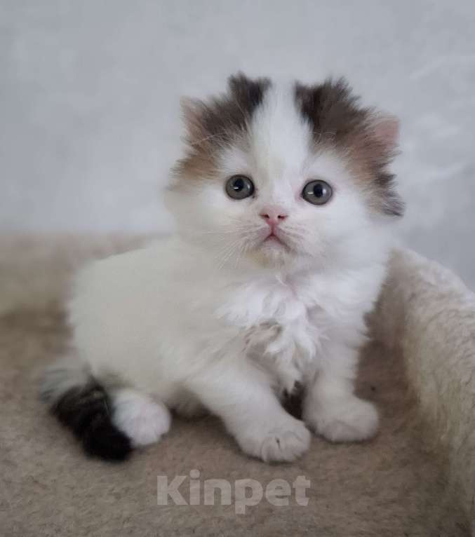 Кошки в Ярославле: Шотландский длинношерстный мальчик Мальчик, 30 000 руб. - фото 8