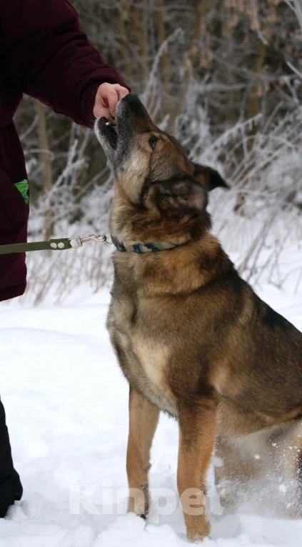 Собаки в Москве: Гера в поисках семьи Девочка, Бесплатно - фото 3