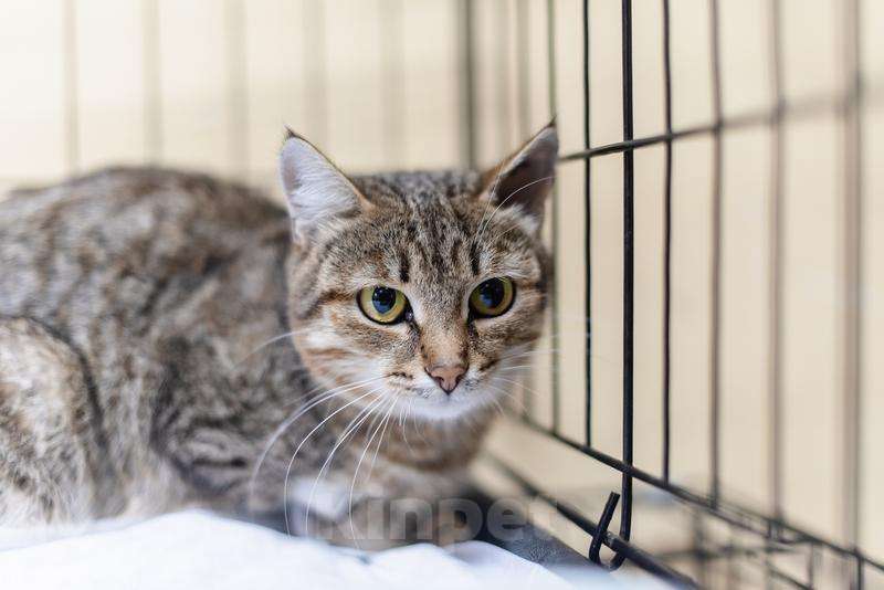 Кошки в Москве: Спокойная и ласковая Анфиса ищет дом. Девочка, Бесплатно - фото 4