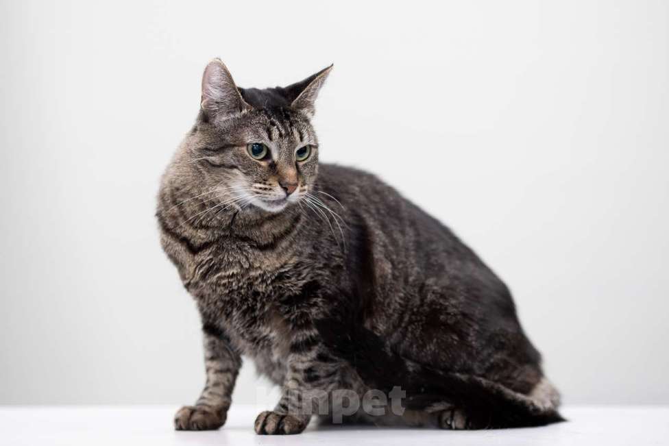 Кошки в Москве: Кошка Тьма в добрые руки Девочка, Бесплатно - фото 7