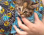 Кошки в Арзамасе: Котята в добрые руки, Бесплатно - фото 4