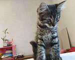 Кошки в Арзамасе: Котята бесплатно, Бесплатно - фото 1