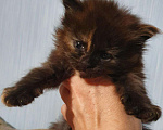 Кошки в Лукоянове: Котята Мейн- кунята.Вам на радость!, 10 000 руб. - фото 9