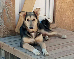 Собаки в Чехове: Ласковая девочка щенок Лиза. 8 месяцев. В поиске добрых хозяев Девочка, Бесплатно - фото 1