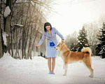 Собаки в Ярославле: Акита ину Мальчик, 10 руб. - фото 3