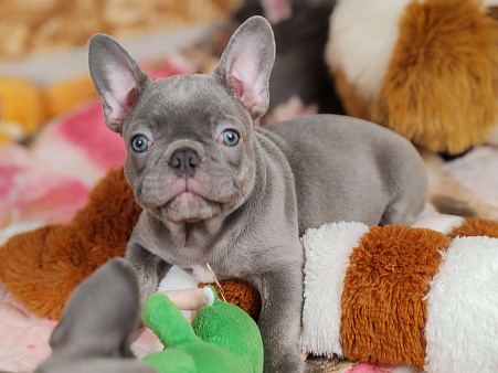 Шикарный лиловый мальчик 