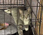Кошки в Санкт-Петербурге: Кошка из приюта в добрые руки Девочка, Бесплатно - фото 6