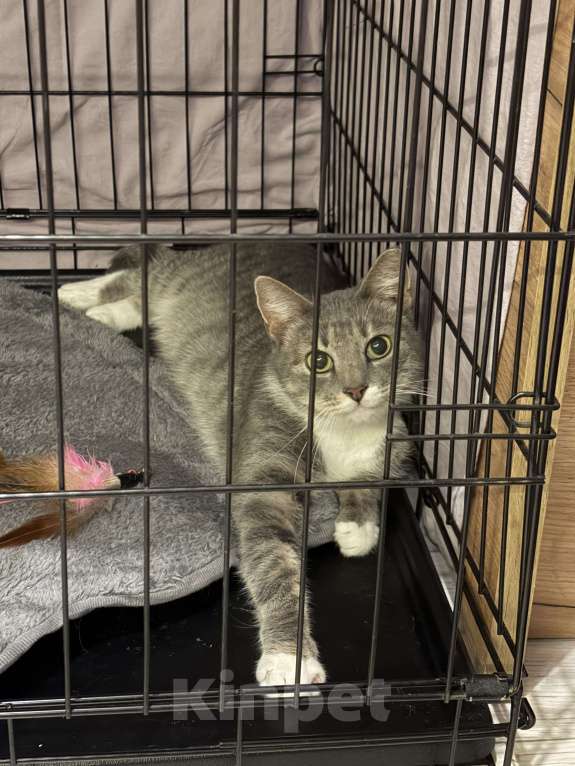 Кошки в Санкт-Петербурге: Кошка из приюта в добрые руки Девочка, Бесплатно - фото 6