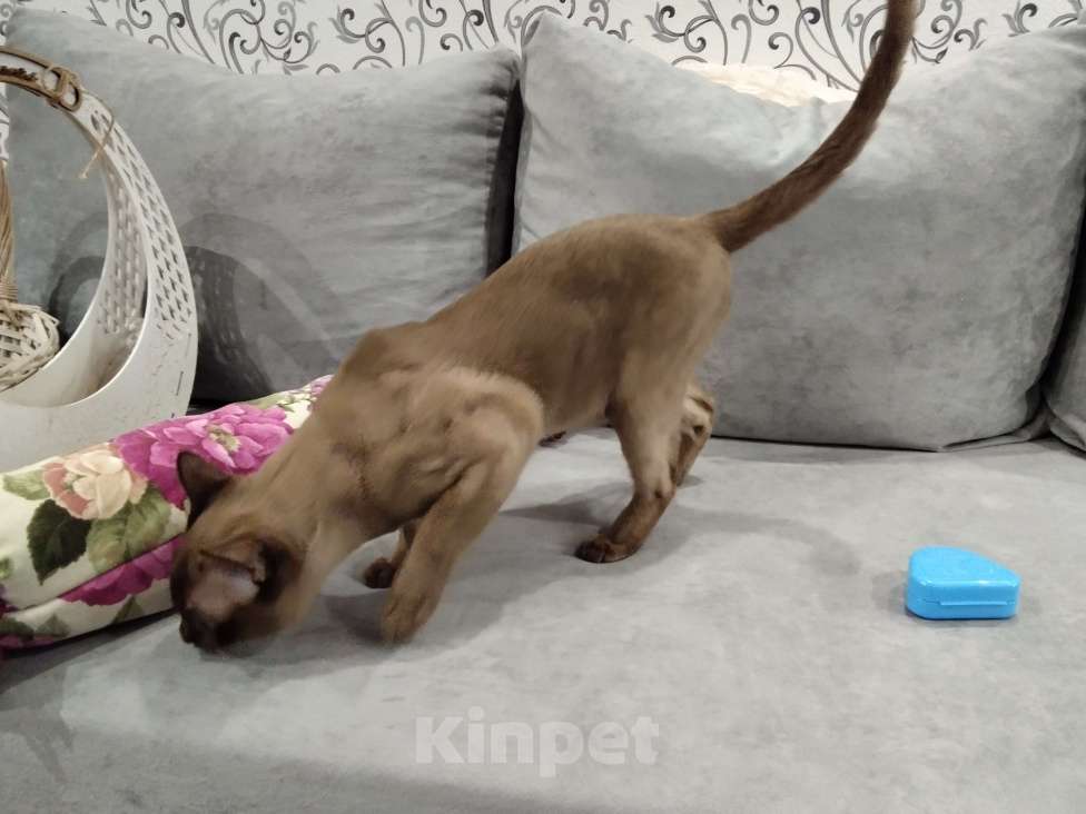 Кошки в Краснодаре: Бурманский кот Мальчик, 20 000 руб. - фото 1