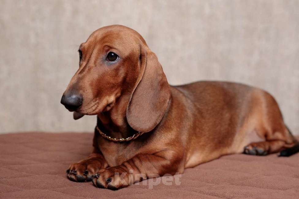 Собаки в Ельце: щенок таксы Мальчик, 33 000 руб. - фото 4