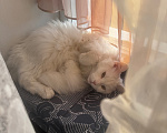 Кошки в Реутове: Кошечка в добрые руки Девочка, Бесплатно - фото 3