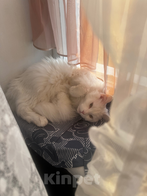 Кошки в Реутове: Кошечка в добрые руки Девочка, Бесплатно - фото 3