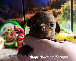 Собаки в Санкт-Петербурге: Жастин короткошерстный чихуахуа шоколадного окраса Мальчик, 50 000 руб. - фото 5