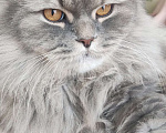 Кошки в Самаре: Котик в добрые руки Мальчик, Бесплатно - фото 1