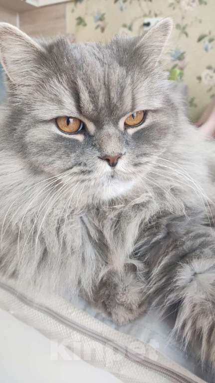 Кошки в Самаре: Котик в добрые руки Мальчик, Бесплатно - фото 1