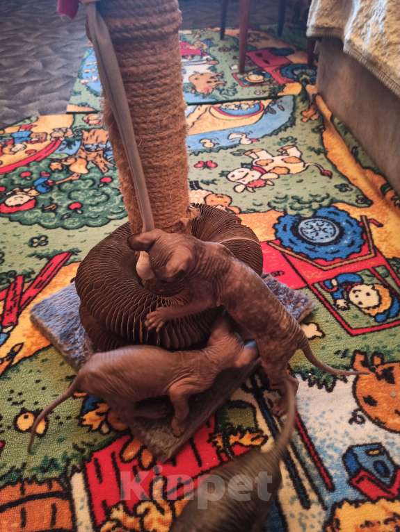 Кошки в Самаре: котенок канадский сфинкс Разнополые, Бесплатно - фото 7