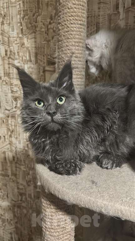 Кошки в Дмитрове: Мейн-кун полидакт Мальчик, 25 000 руб. - фото 4