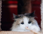 Кошки в Москве: Голубоглазая красавица кошка Каша ищет дом! Девочка, Бесплатно - фото 6