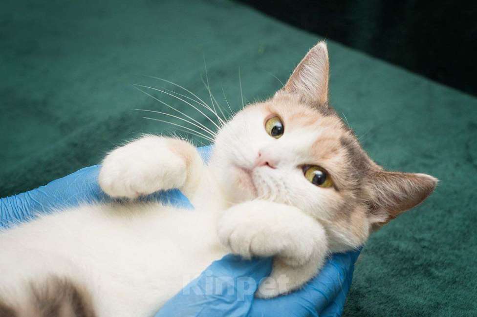 Кошки в Москве: Ася Девочка, Бесплатно - фото 4