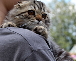 Кошки в Электростали: Длинношерстная мраморная девочка Девочка, 12 000 руб. - фото 2