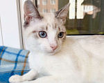 Кошки в Москве: Голубоглазый котенок Айсик в добрые руки Мальчик, Бесплатно - фото 4