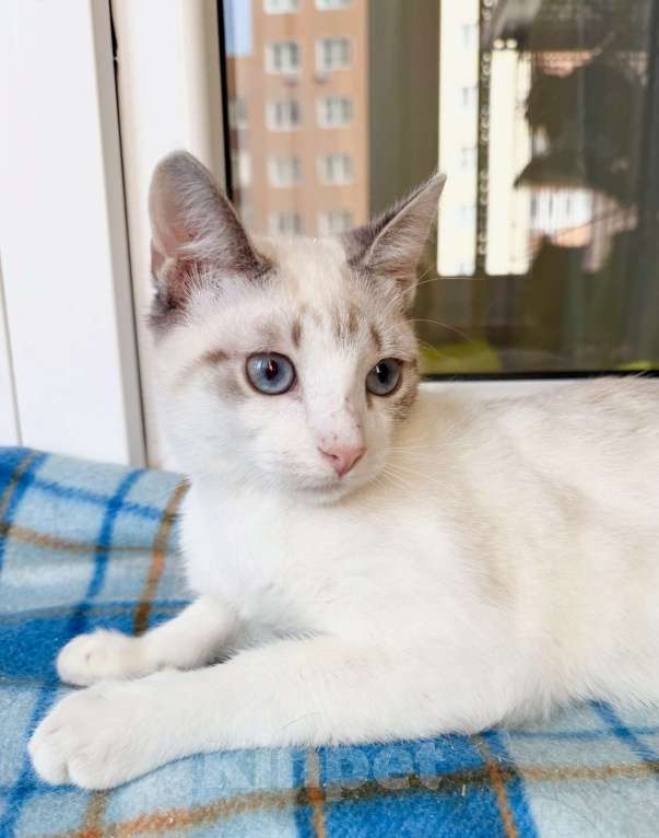 Кошки в Москве: Голубоглазый котенок Айсик в добрые руки Мальчик, Бесплатно - фото 4