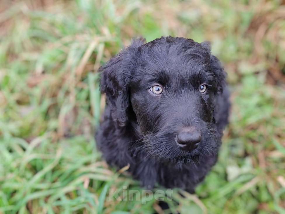 Собаки в Санкт-Петербурге: Шикарная девочка Русский черный терьер  Девочка, 50 000 руб. - фото 2
