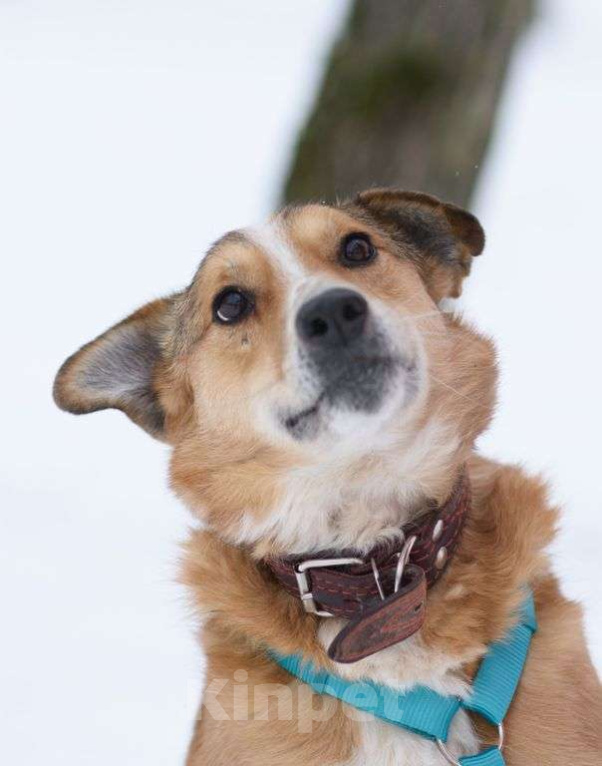 Собаки в Москве: Фокс Мальчик, Бесплатно - фото 4