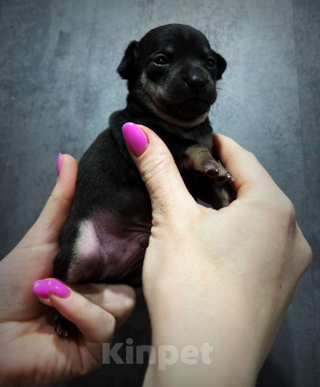 Собаки в Санкт-Петербурге: Щенок русского тоя Мальчик, 45 000 руб. - фото 2